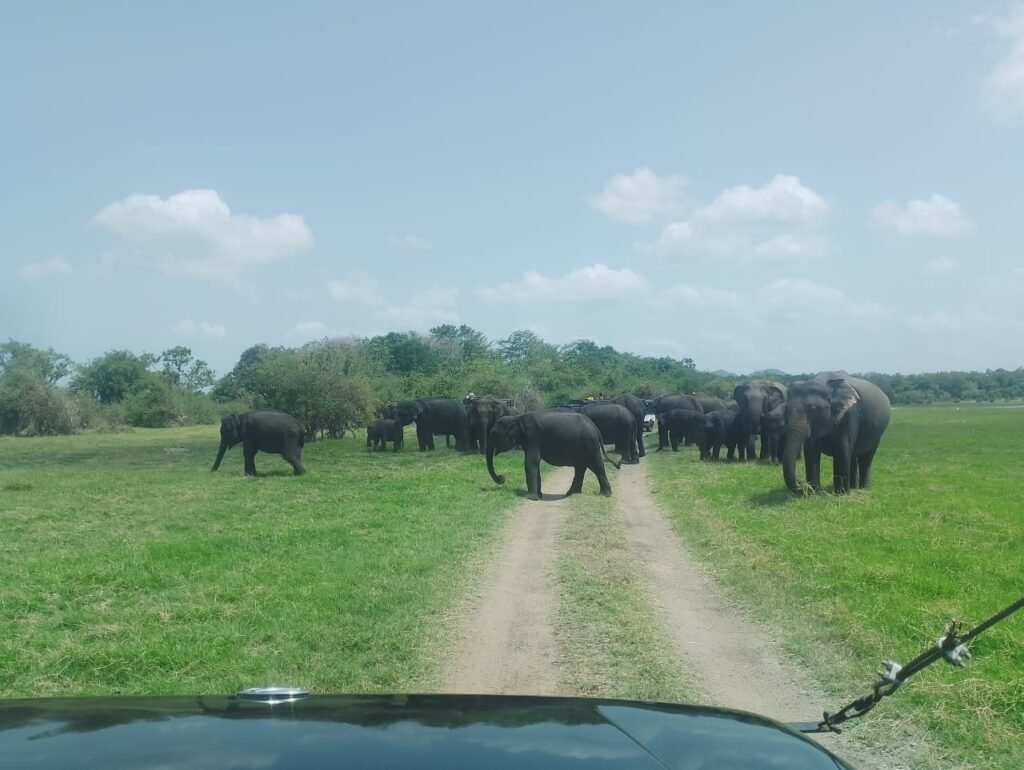 whatsapp image 2025 07 14 at 2.34.26 pm (1)